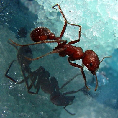 Jak się pozbyć mrówek?